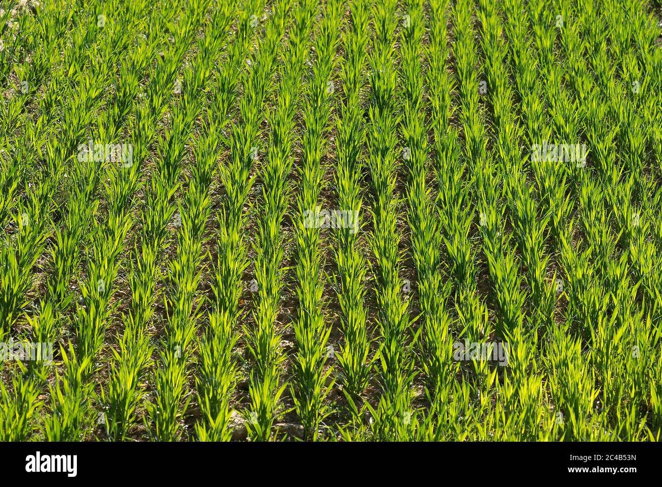 Champ de céréales, blé d'hiver bourgeonnant (Triticum aestivum), Bavière, Allemagne Banque D'Images