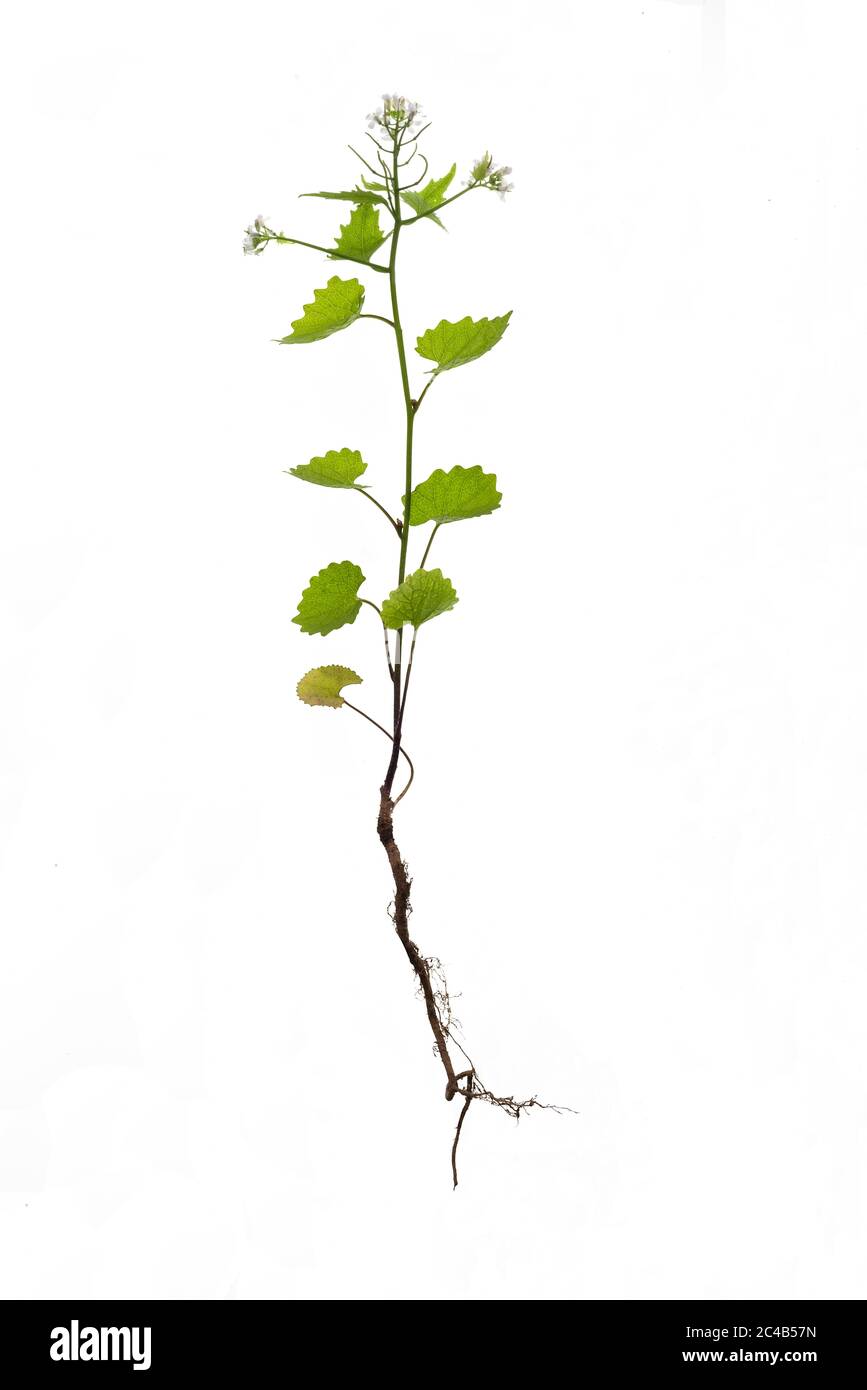 Moutarde à l'ail (Alliaria petiolata) sur fond blanc, Allemagne Banque D'Images