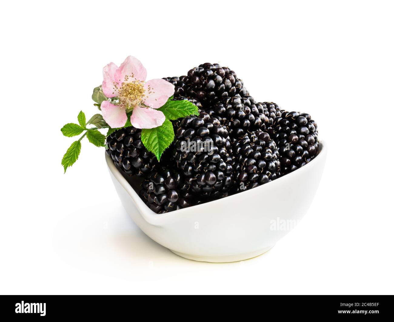 BlackBerry avec feuilles et fleur en soucoupe blanche isolée sur blanc Banque D'Images