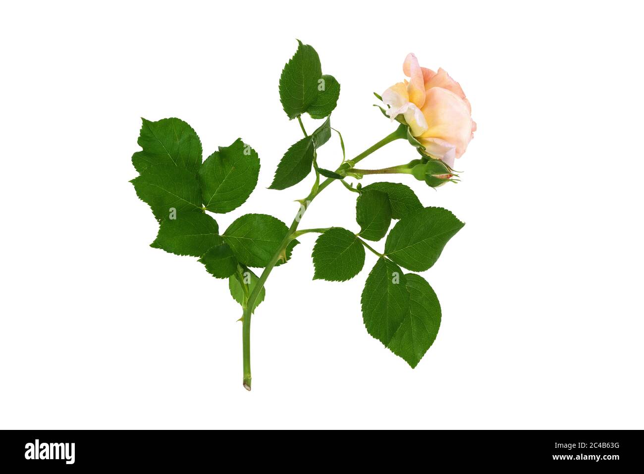 Une fleur du musc hybride de David Austin a rose 'Molineux' sur fond blanc. Banque D'Images