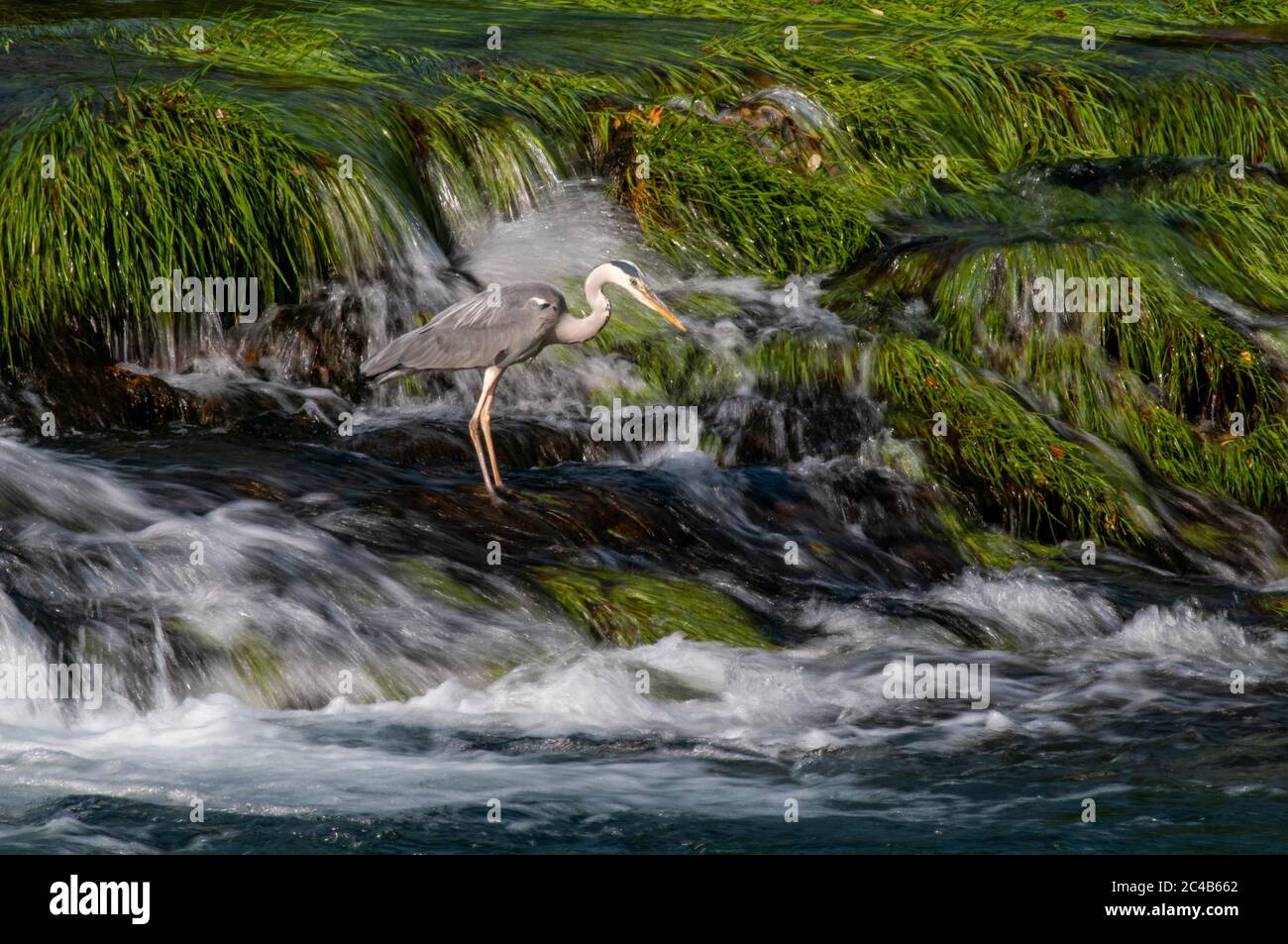 Héron gris (Ardea cinerea) pendant la pêche, rivière una, Bosanska Krupa, Bosnie-Herzégovine Banque D'Images