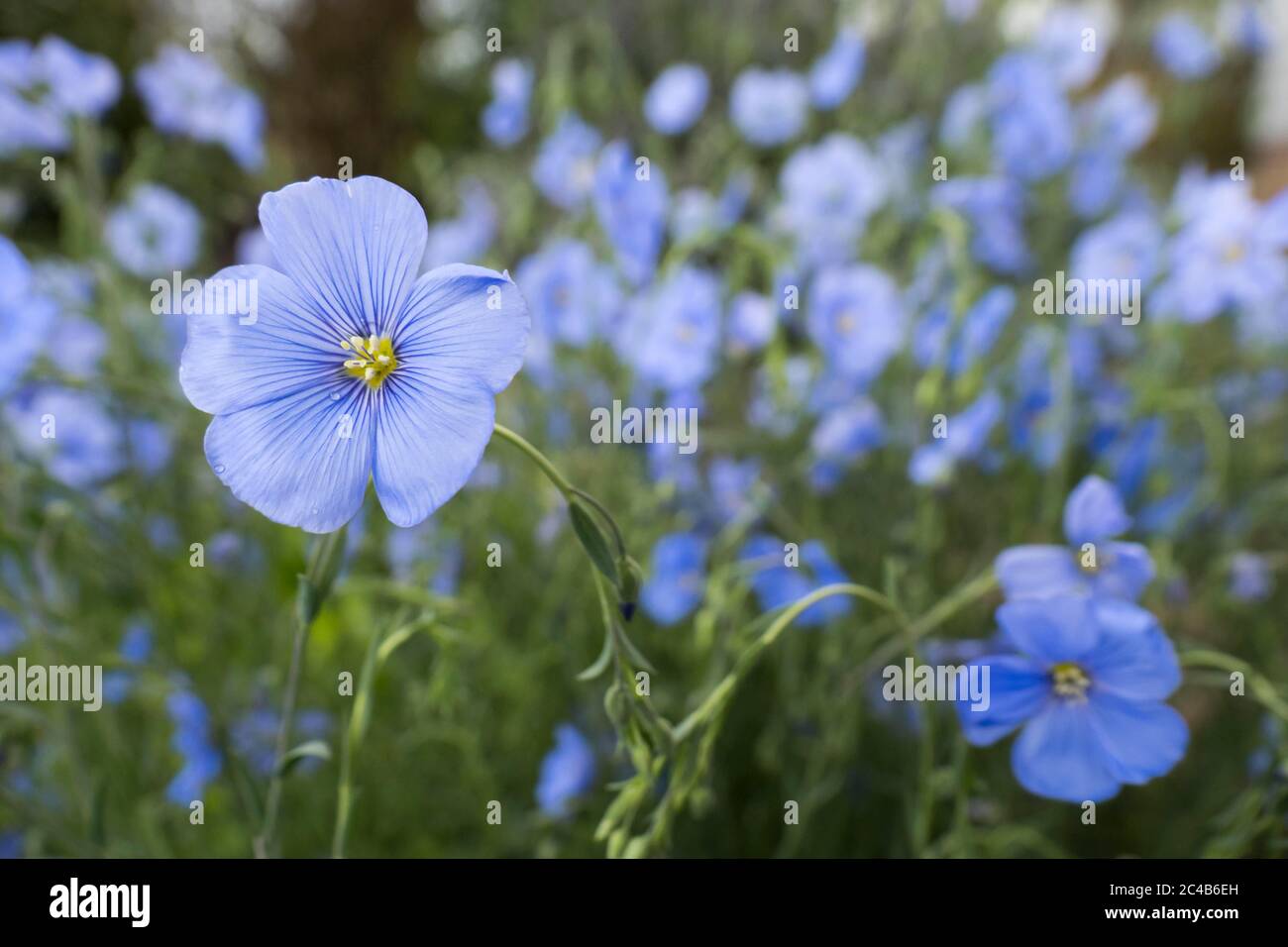 Le lin (Linum), fleurs bleues, Hesse, Allemagne Banque D'Images