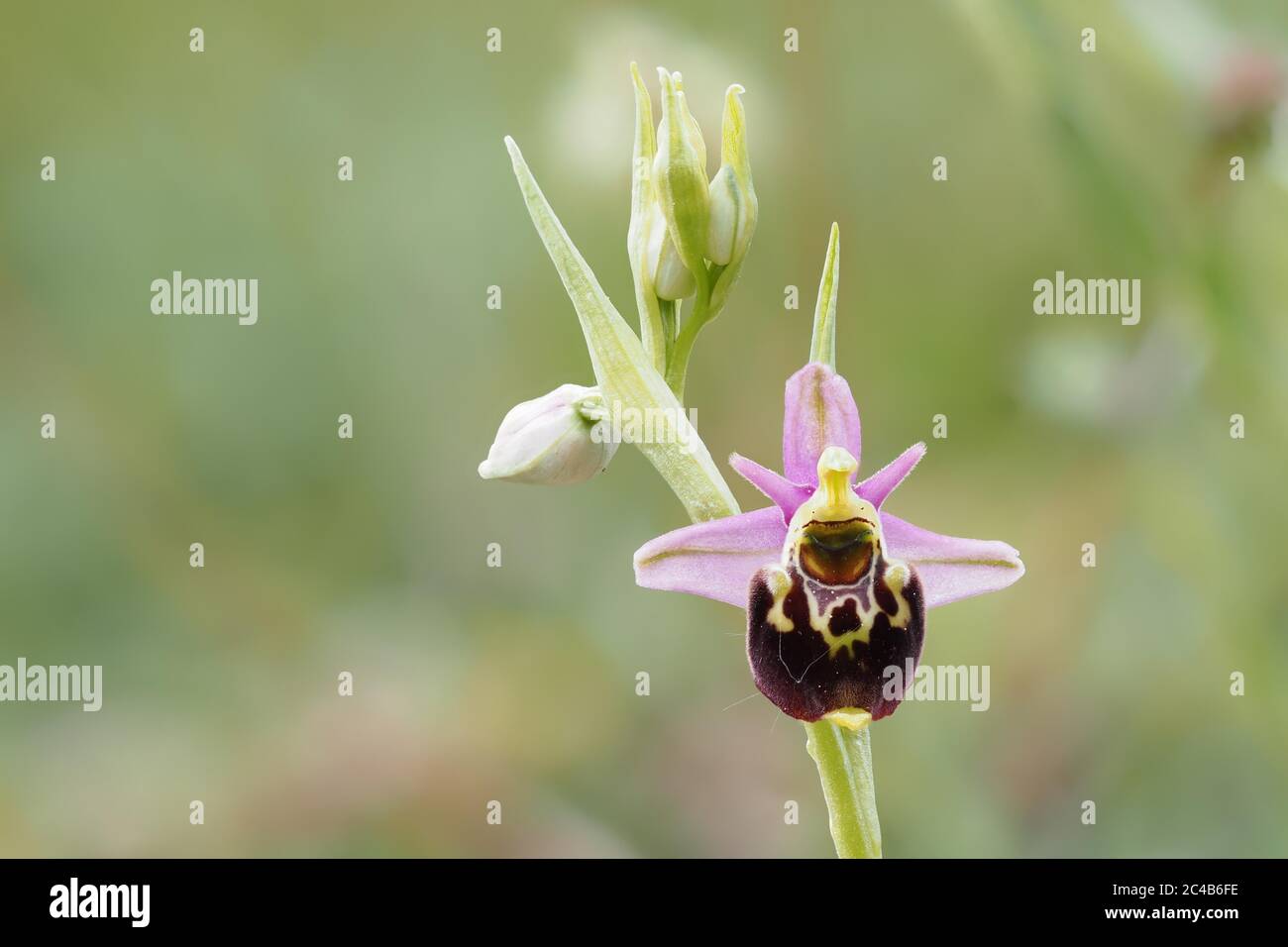 Fleur de la dernière araignée-orchidée (Ophrys fuciflora), Hesse, Allemagne Banque D'Images