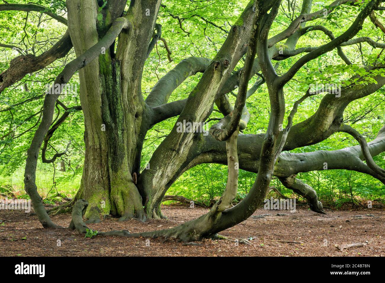 Hêtre géant (Fagus sylvatica), hêtre serpent, dans une ancienne forêt de cabanes au printemps, vert frais, Reinhardswald, forêt primitive Sababurg, Hesse Banque D'Images
