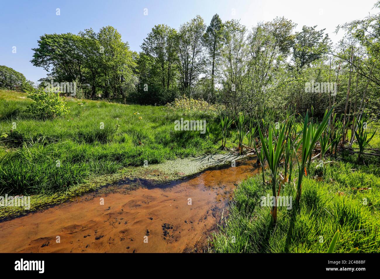 Le cours d'eau renaturisé, le Breuskes Muehlenbach, fait partie du réseau fluvial de l'Emscher, était auparavant un égout ouvert, au-dessus du sol, Emscher Banque D'Images