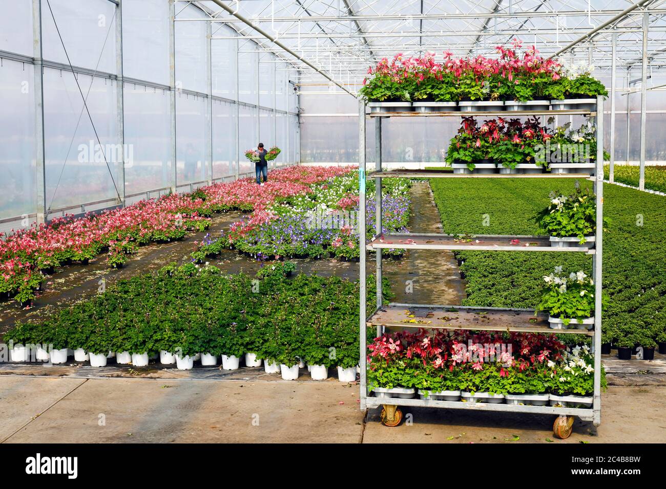 Literie et balcon fleurs en serre, pépinière, Kempen, Basse-Rhin, Rhénanie-du-Nord-Westphalie, Allemagne Banque D'Images