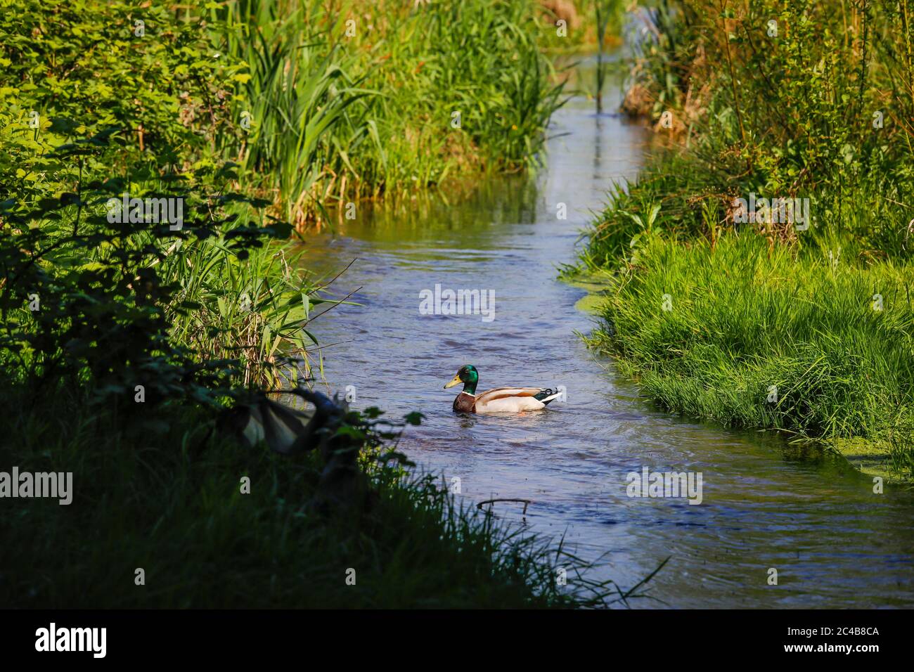 Le cours d'eau renaturisé, le Hellbach appartient au réseau fluvial de l'Emscher, était auparavant un égout ouvert, au-dessus de la terre, la conversion d'Emscher Banque D'Images