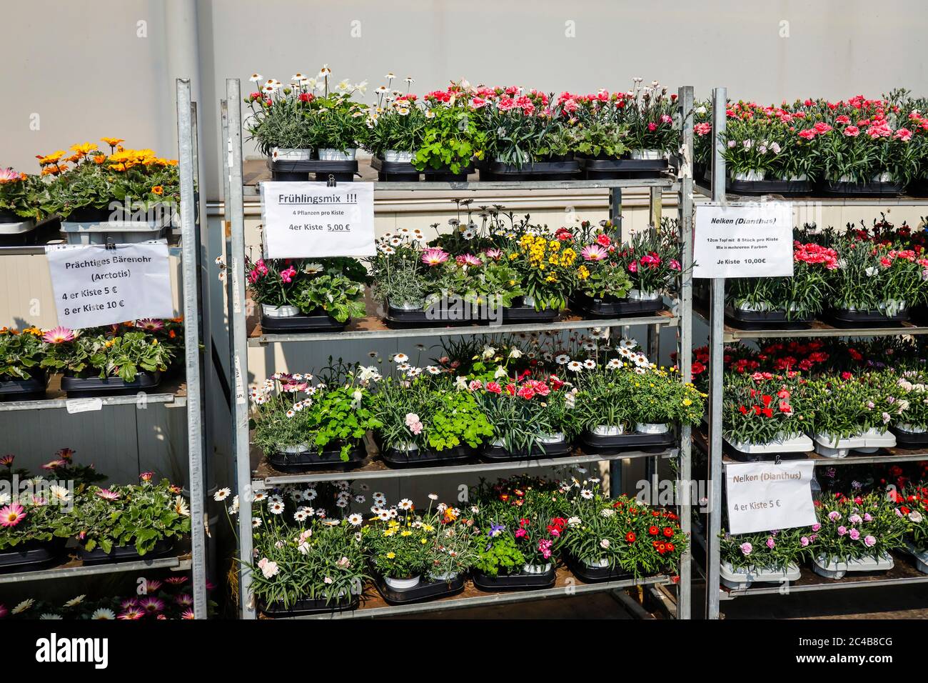 Literie et balcon fleurs en rouleaux, plantes en pot en vente, pépinière, Kempen, Basse-Rhin, Rhénanie-du-Nord-Westphalie, Allemagne Banque D'Images