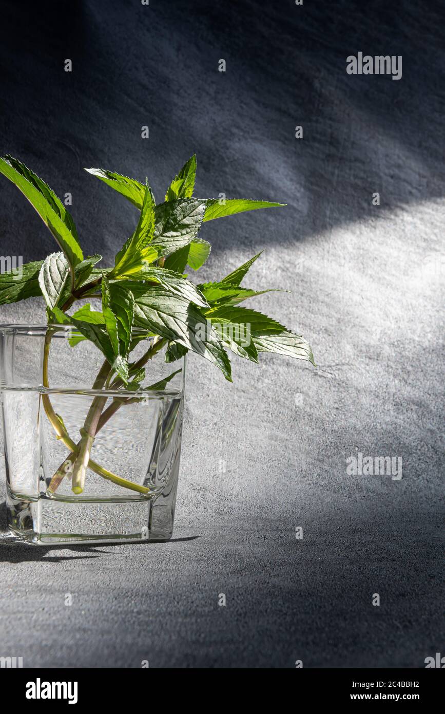 Bouquet de menthe verte fraîche avec des feuilles en verre transparent rempli d'eau. Lumière naturelle. Arrière-plan gris texturé vertical avec grand espace de copie. Banque D'Images