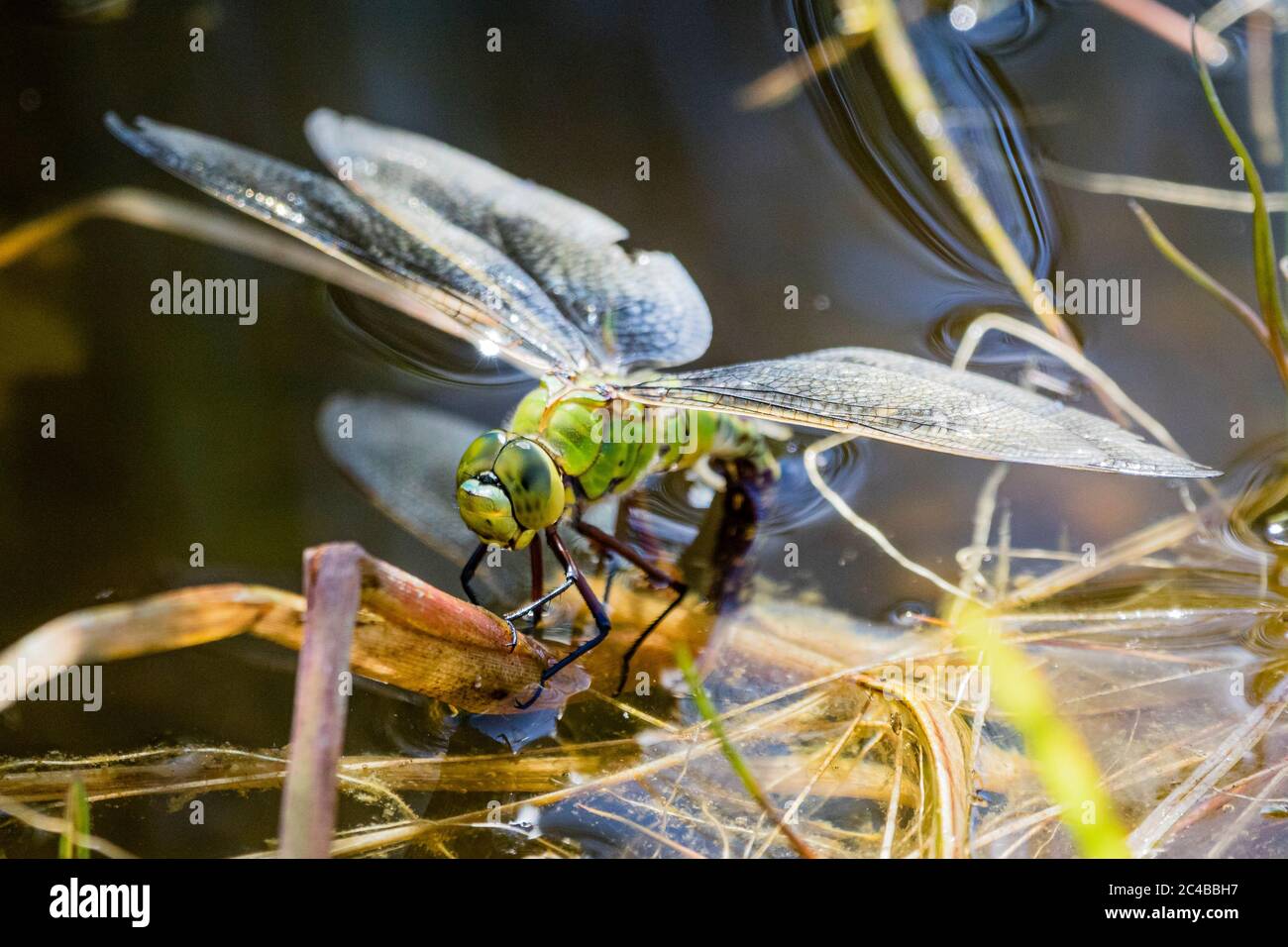 Une libellule d'empereur pose ses œufs dans un étang de jardin au milieu du pays de Galles. Banque D'Images