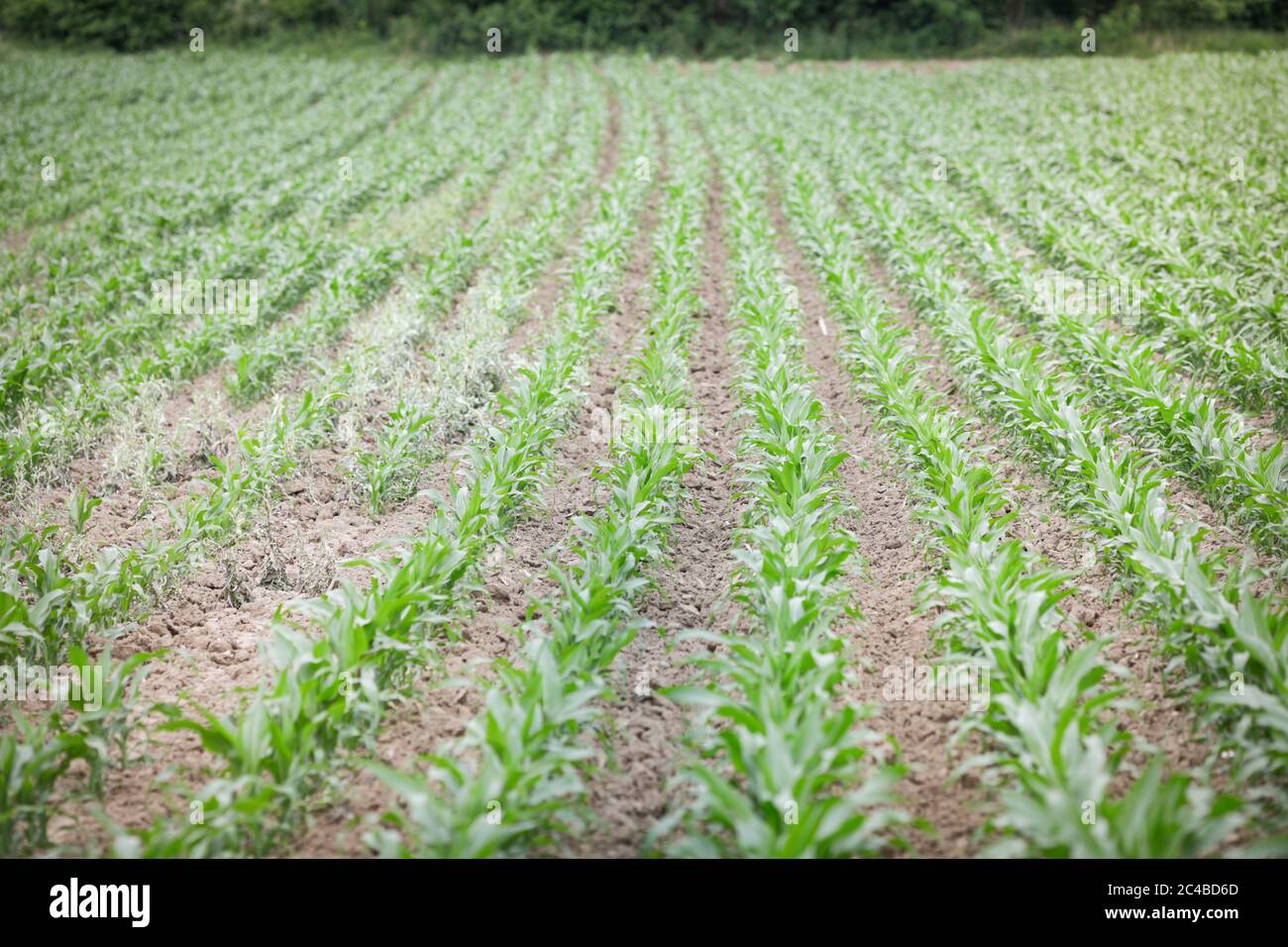 Détails avec de jeunes plants de maïs sur un champ. Banque D'Images