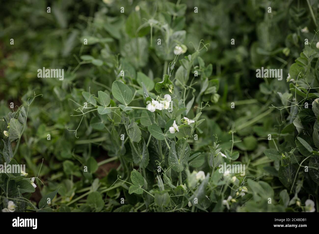 Détails avec une plante de pois de légumes en fleurs. Banque D'Images