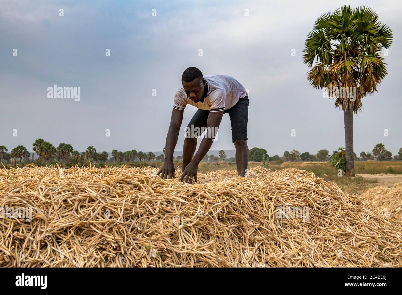 Récolte de haricots dans la province de savanes, au nord du togo Banque D'Images