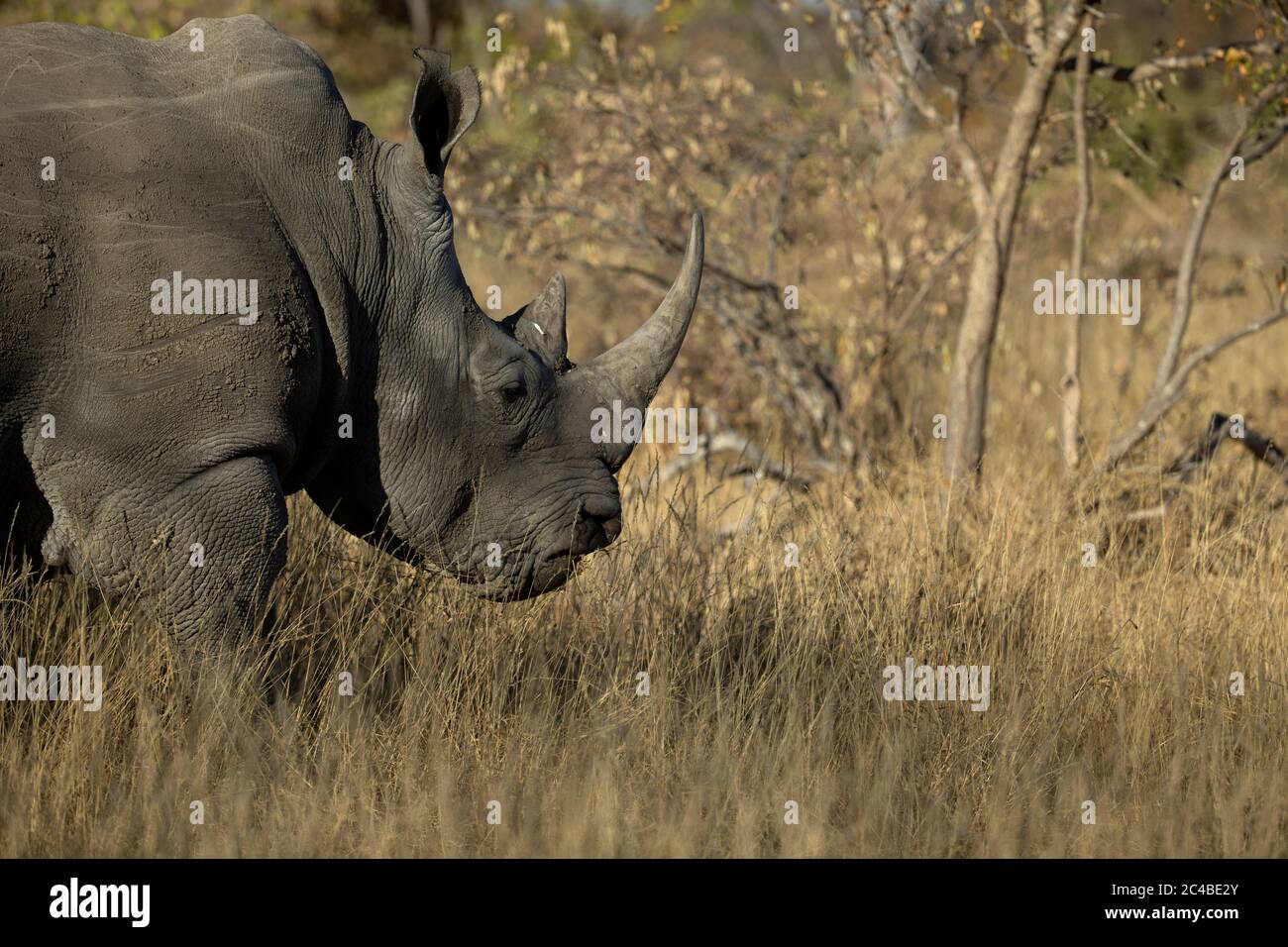 Rhinocéros blancs ( ceratotherium simum ) debout dans la brousse Banque D'Images