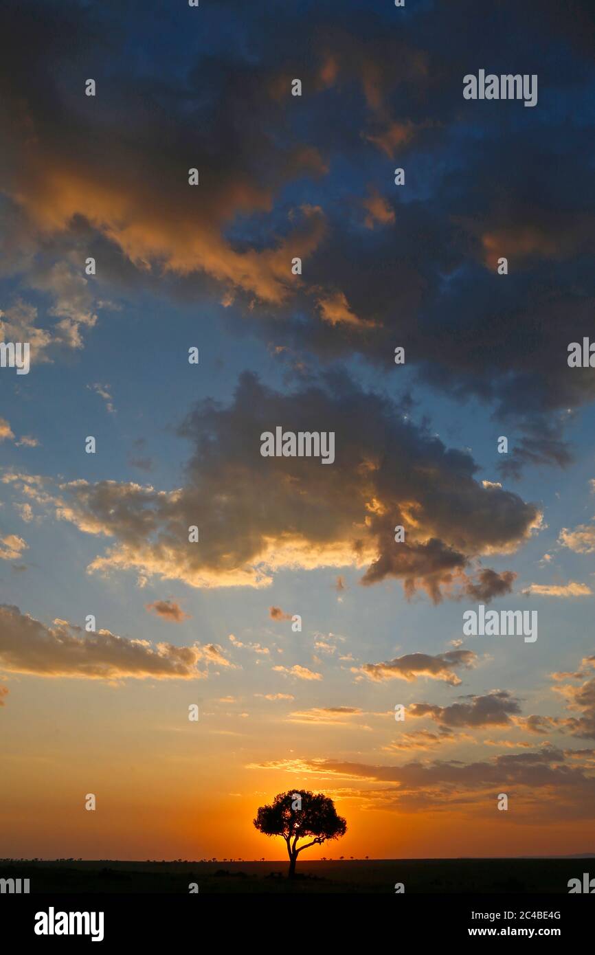 Acacia et nuages au coucher du soleil Banque D'Images