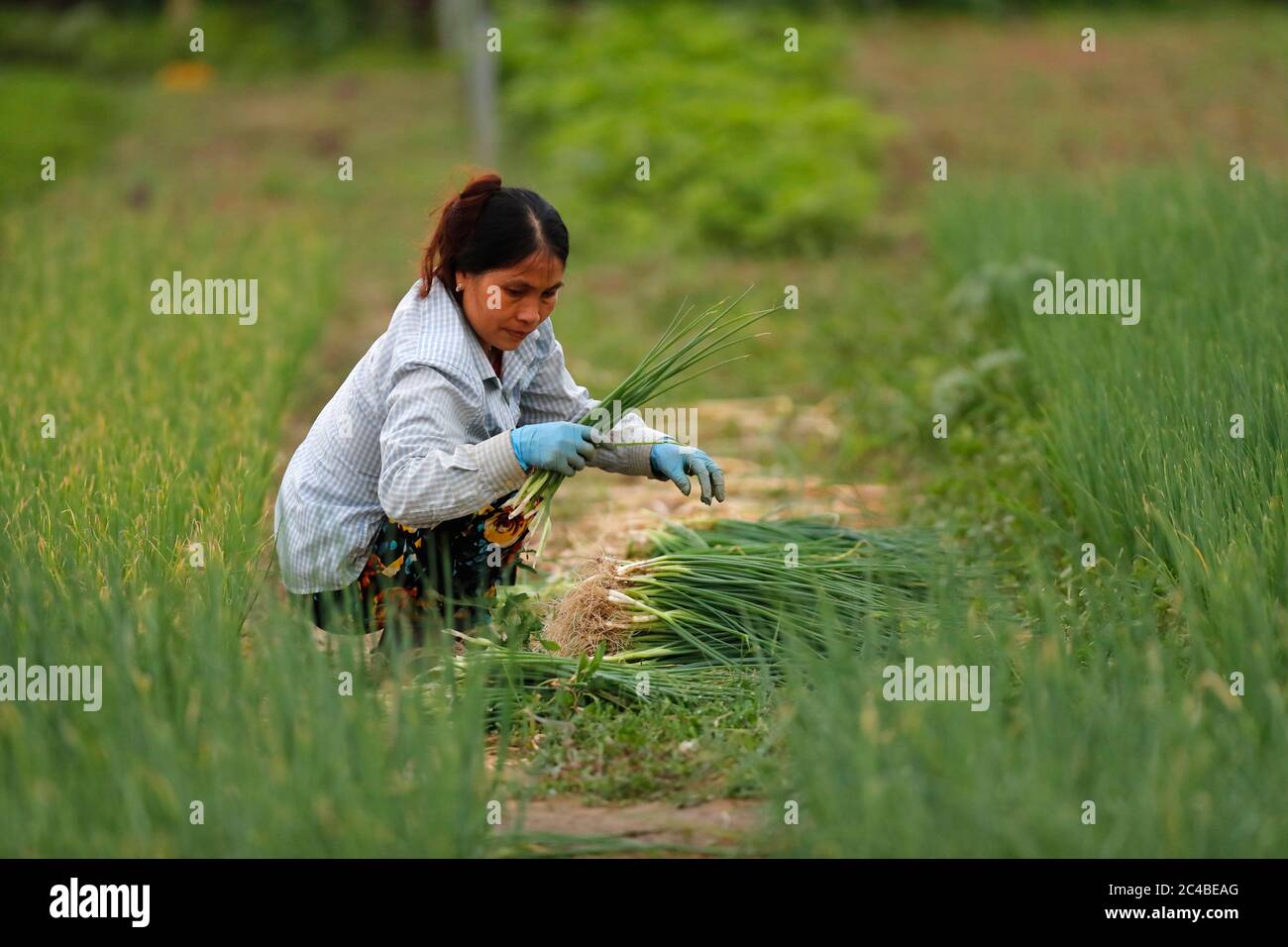 Jardins potagers biologiques dans le village tra que Banque D'Images