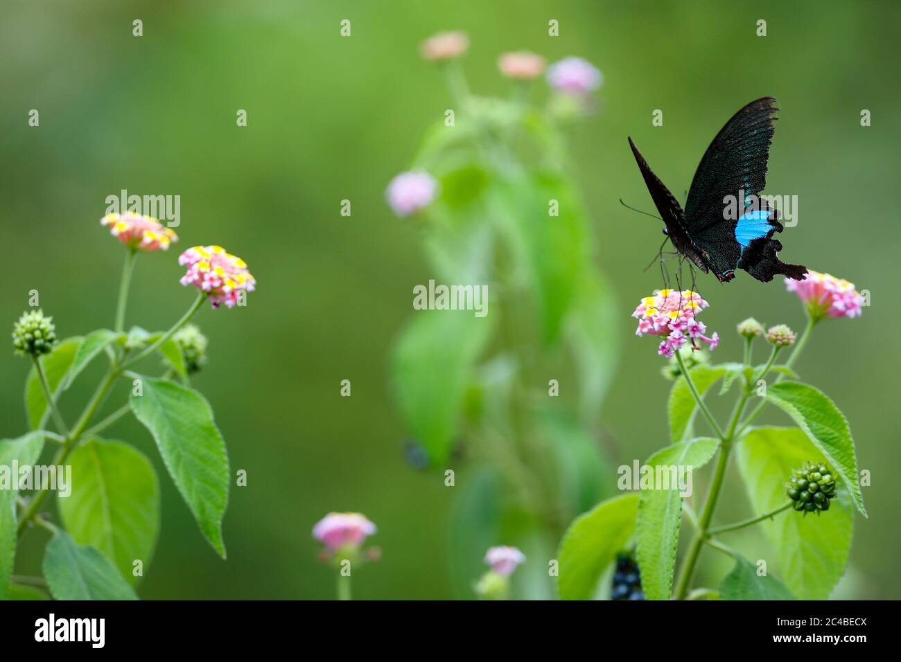 Close-up of butterfly on leaf Banque D'Images