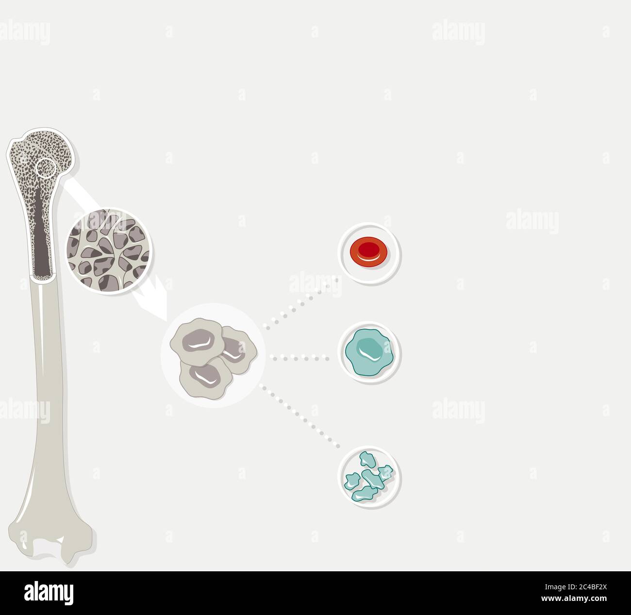 Moelle osseuse, cellules souches, hématopoïèse. La moelle osseuse est située dans les os, principalement dans les os sternaux, les os iliaques et la tête du fémur Banque D'Images