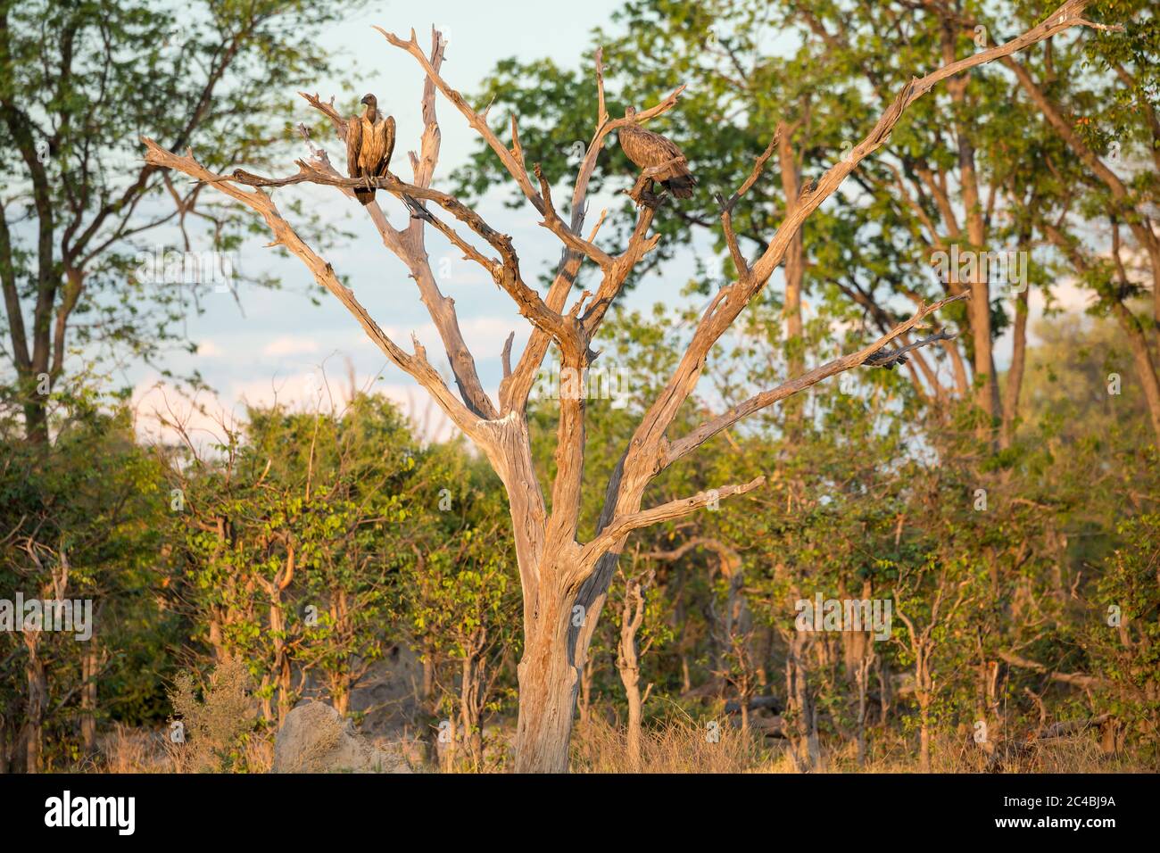 Deux grands oiseaux de proie, vautours perchés dans un arbre. Banque D'Images