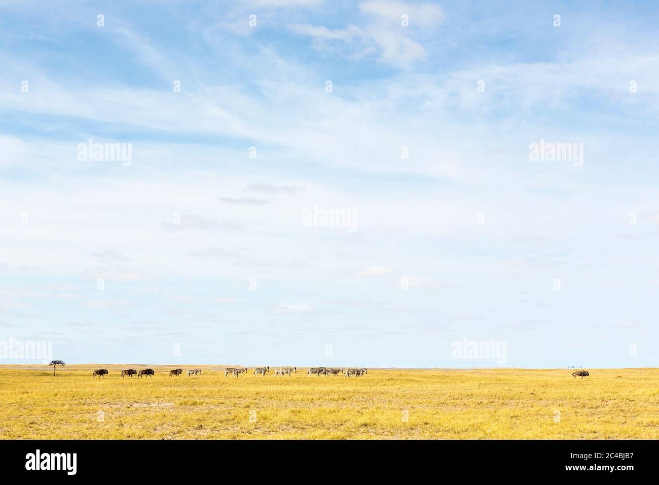 Zèbre et wildebeests de Burchell, groupes d'animaux qui broutage dans le désert de Kalahari Banque D'Images