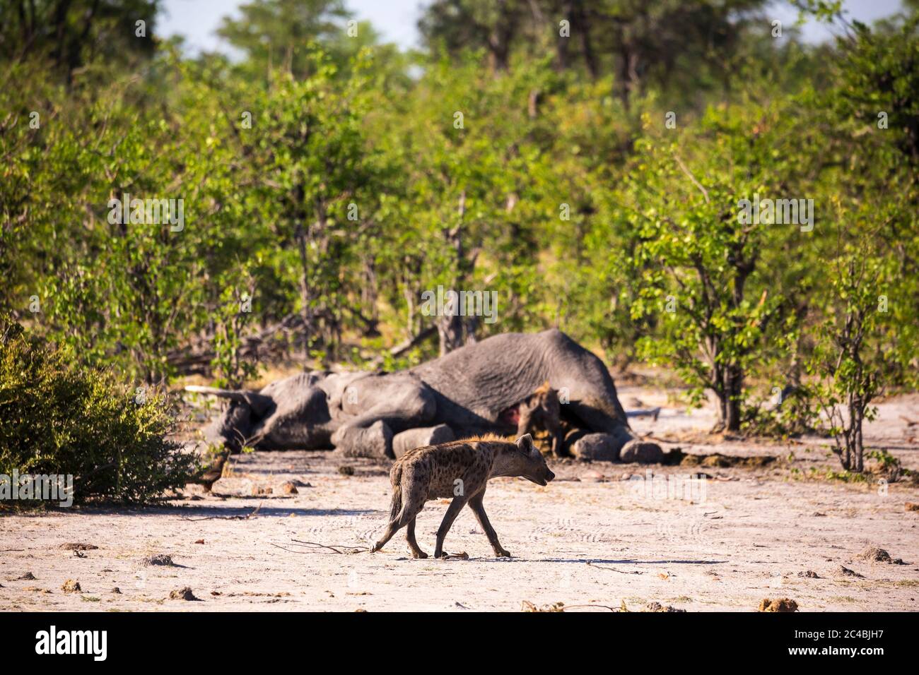 Un hyène unique par une carcasse d'éléphant mort, en s'ébouillant. Banque D'Images