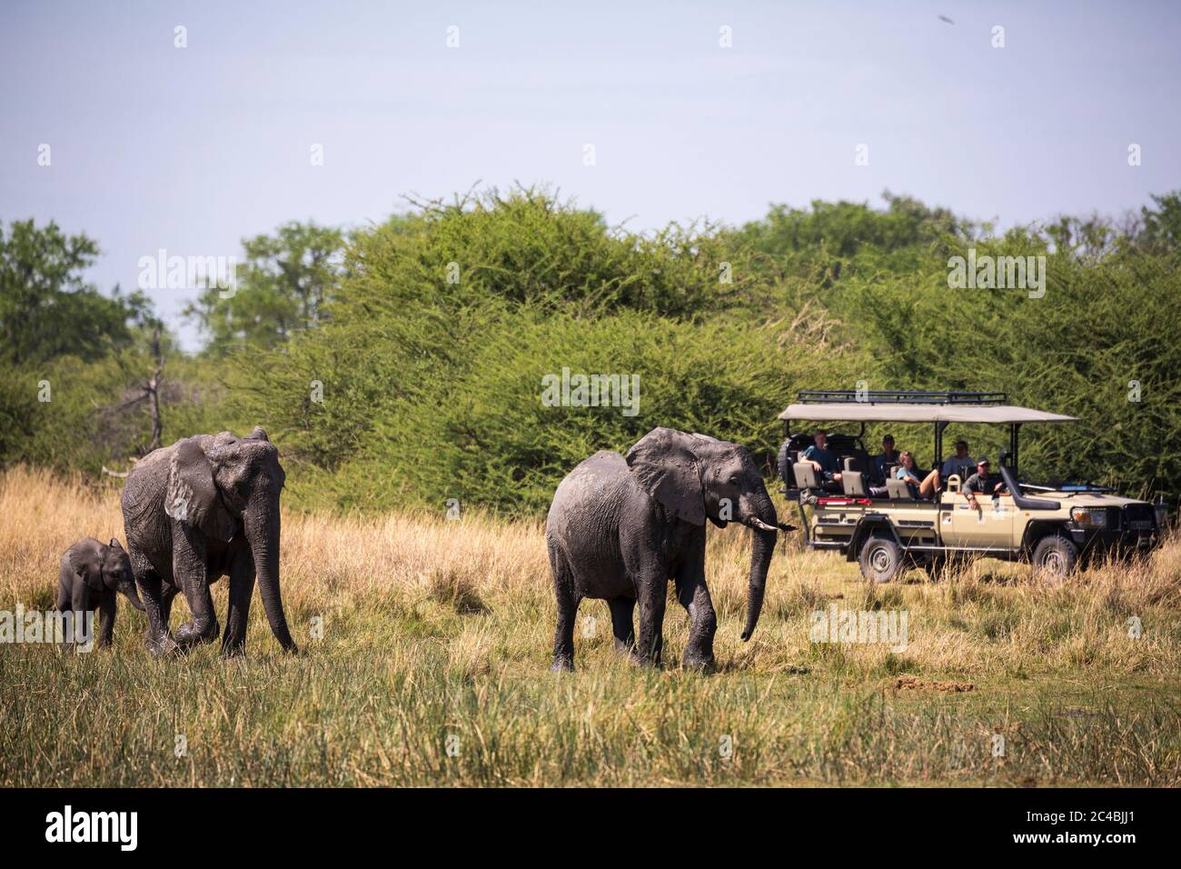 Troupeau d'éléphants se rassemblant au trou d'eau, réserve de gibier de Moremi, Botswana Banque D'Images