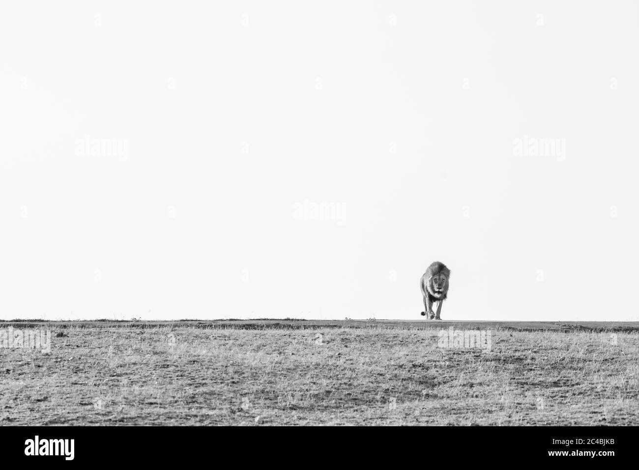 Un lion mâle, Panthera leo, marche à travers un éclaircissement vers la caméra, en noir et blanc Banque D'Images