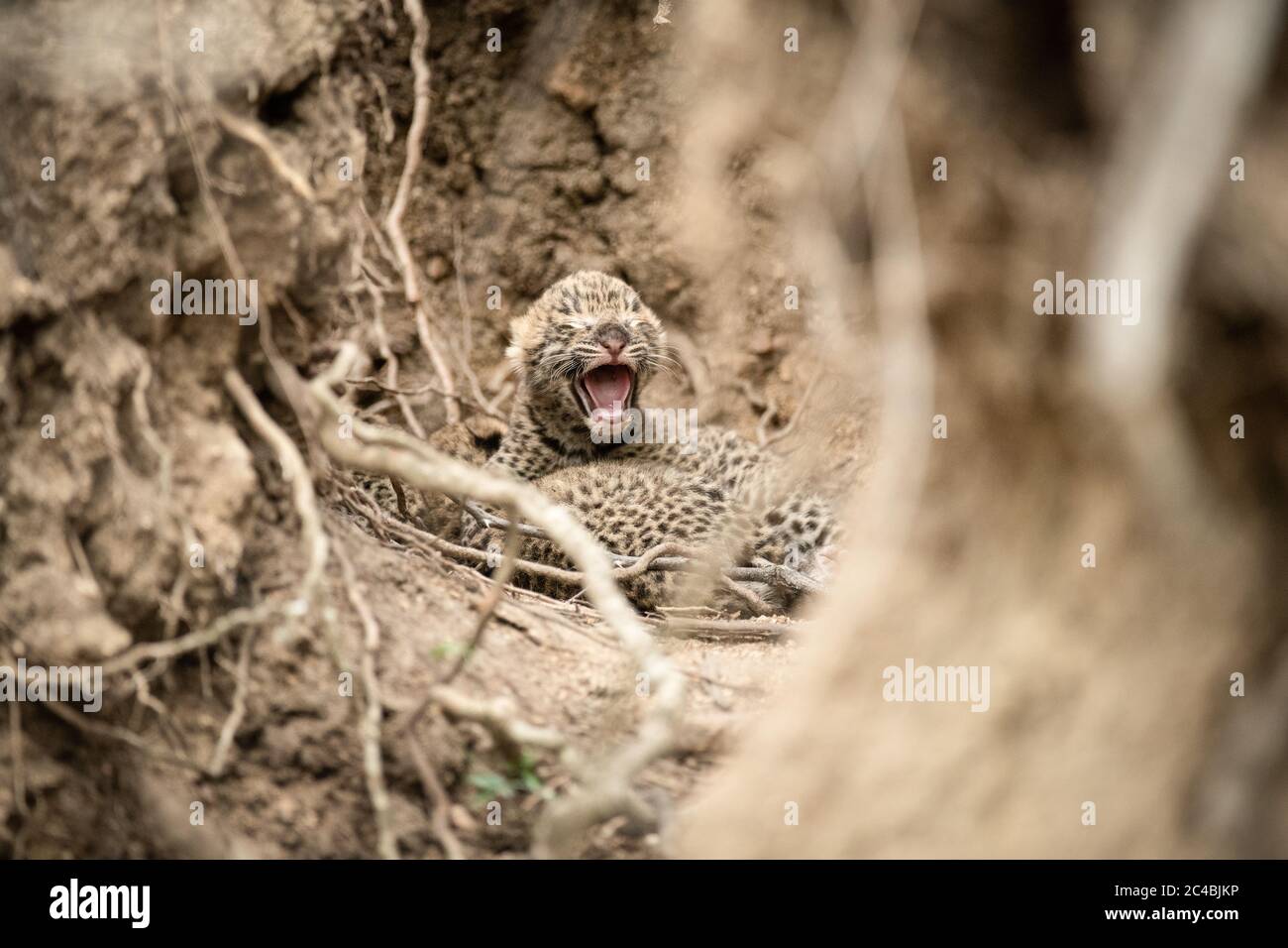 Les petits léopards nés récemment, Panthera pardus, se trouvent entre les racines et les parois de boue, un cub ouvre la bouche avec les yeux fermés Banque D'Images