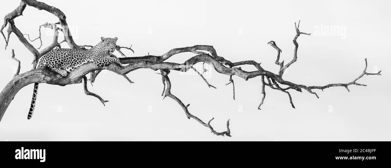 Un léopard, Panthera pardus, se trouve dans un arbre mort, en regardant par cadre, en noir et blanc Banque D'Images
