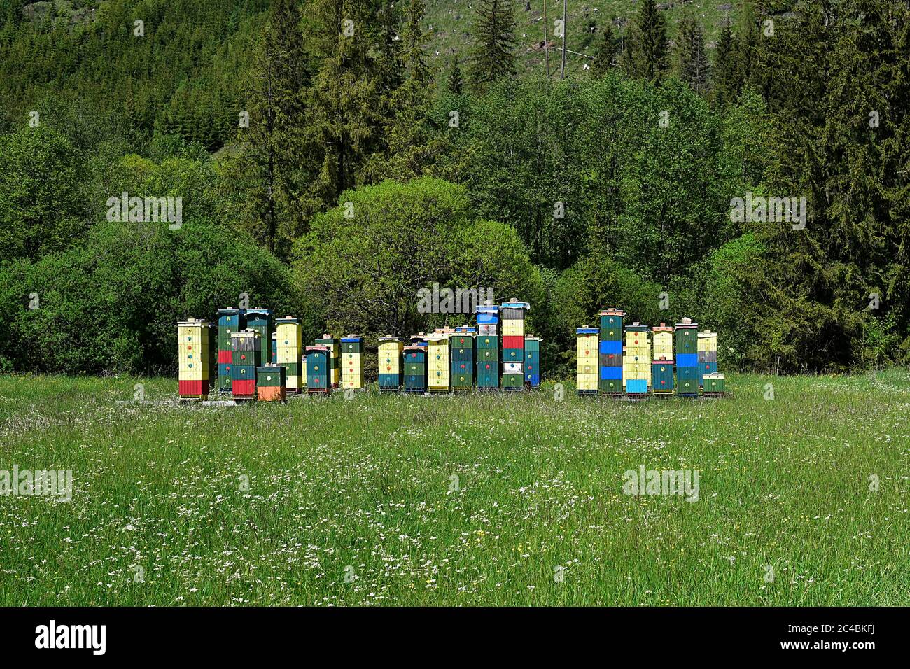 ruche d'abeilles dans la nature pure dans les montagnes Banque D'Images