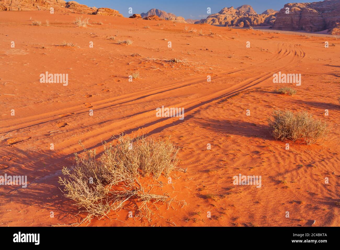 Herbe séchée, désert de Wadi Rum, Jordanie Banque D'Images