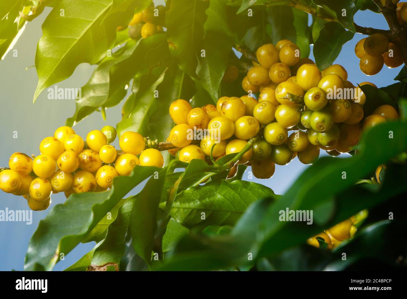 Ferme avec vue sur la plantation de café. L'agrobusiness. Récolte de café avec des grains jaunes, vert et bleu ciel. Banque D'Images