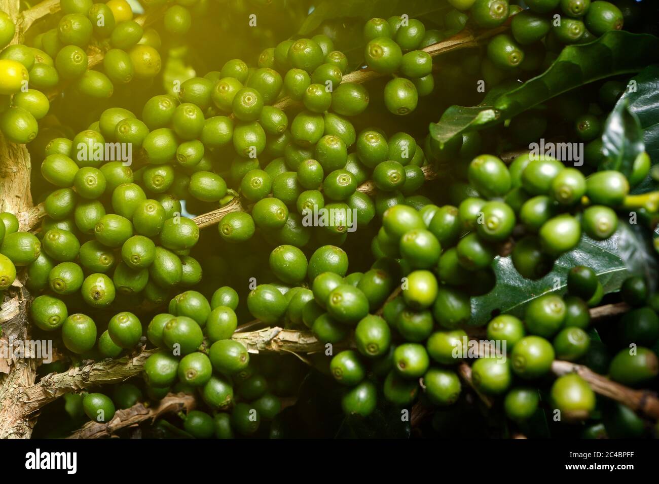 Ferme avec vue sur la plantation de café. L'agrobusiness. Récolte de café avec des grains jaunes, vert et bleu ciel. Banque D'Images