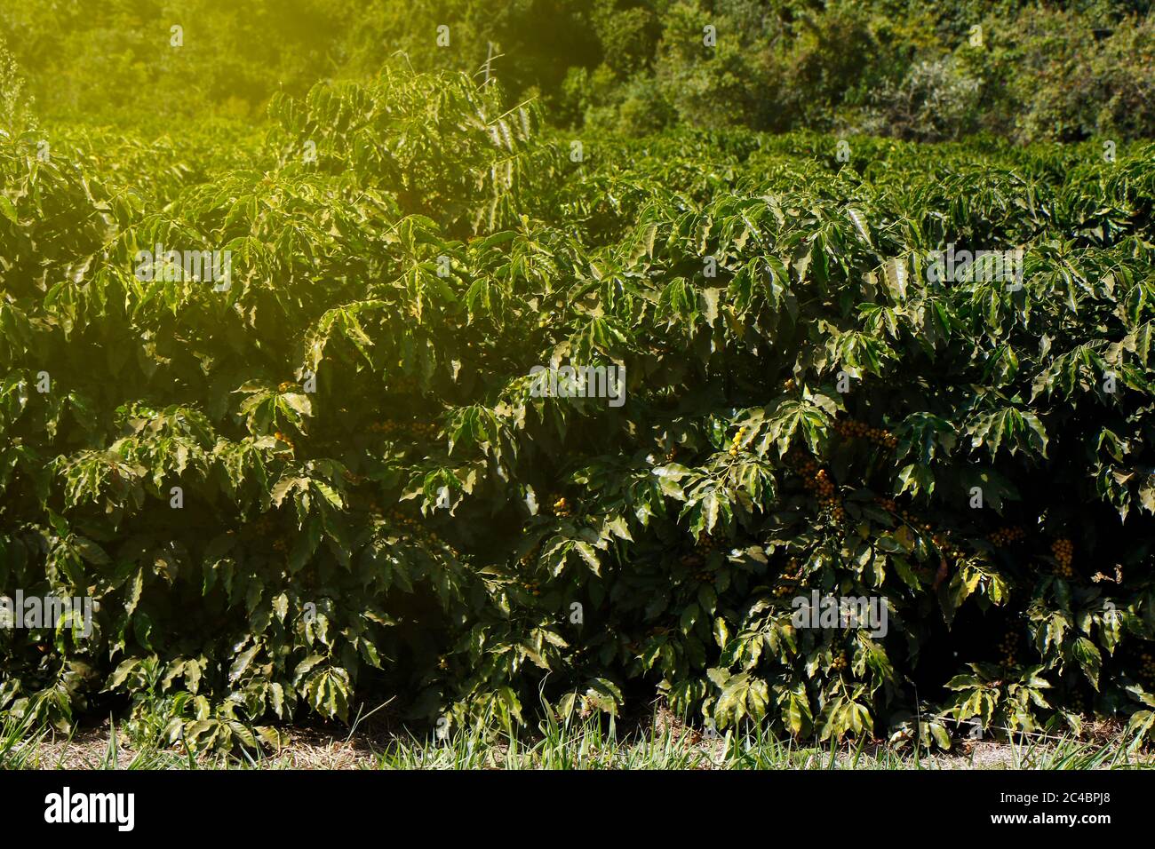 Ferme avec vue sur la plantation de café. L'agrobusiness. Récolte de café avec des grains jaunes, vert et bleu ciel. Banque D'Images