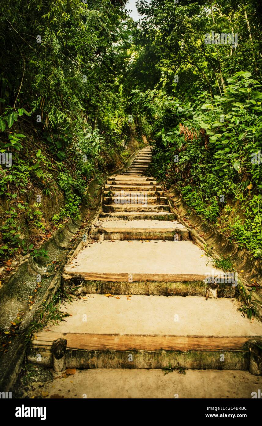 Escalier dans la forêt de Morro de sao paulo, Brésil, Amérique du Sud Banque D'Images