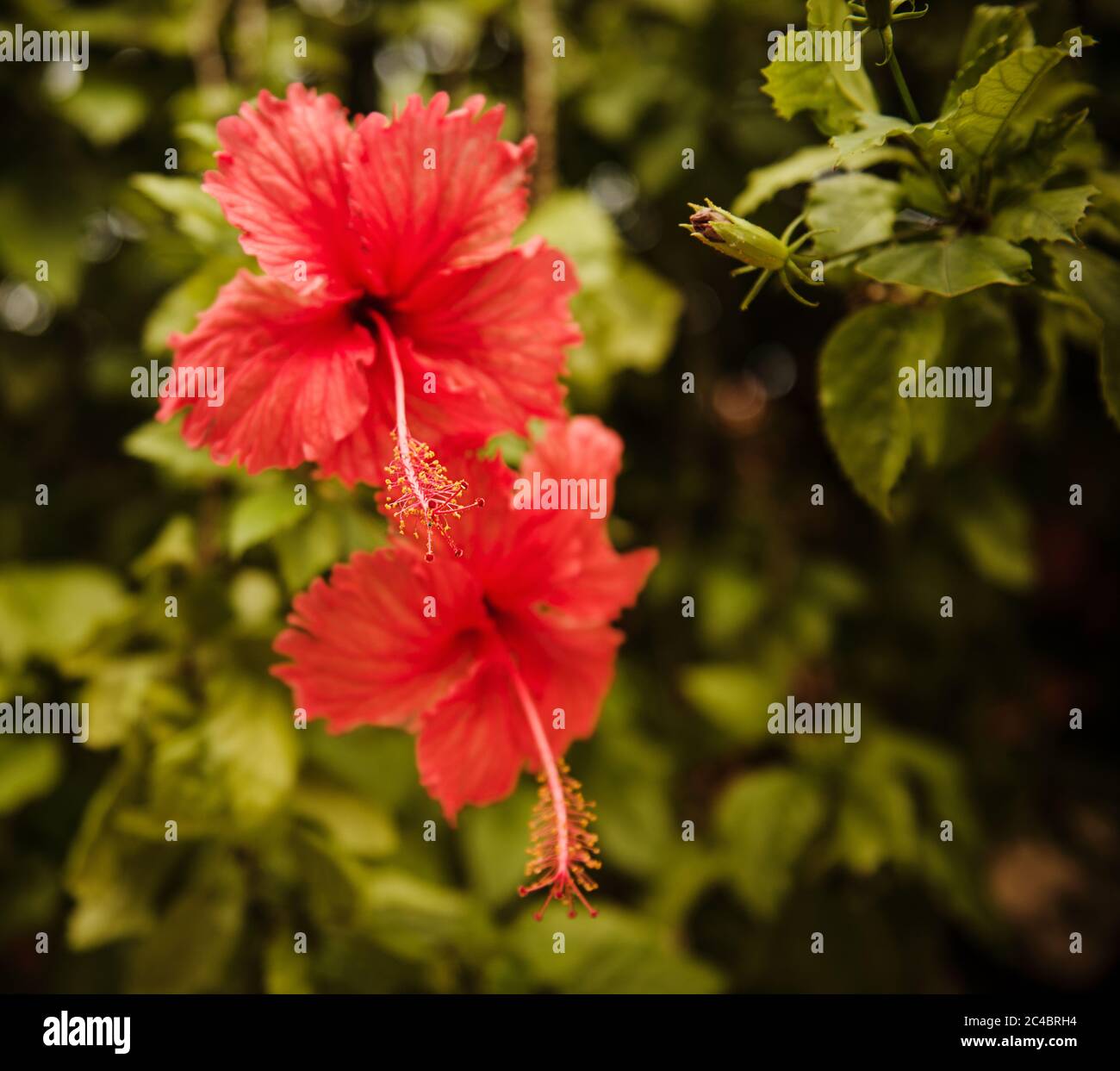 Fleur d'hibiscus rouge, Morro de sao paulo, Brésil, Amérique du Sud Banque D'Images