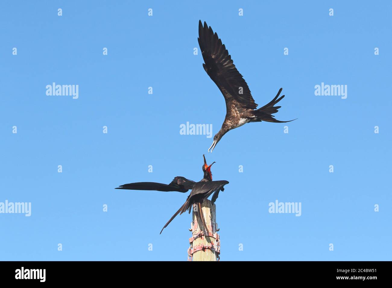 Magnifique oiseau frégate (Fregata magnifiens), femelle attaquant le mâle sur une pile, Costa Rica Banque D'Images