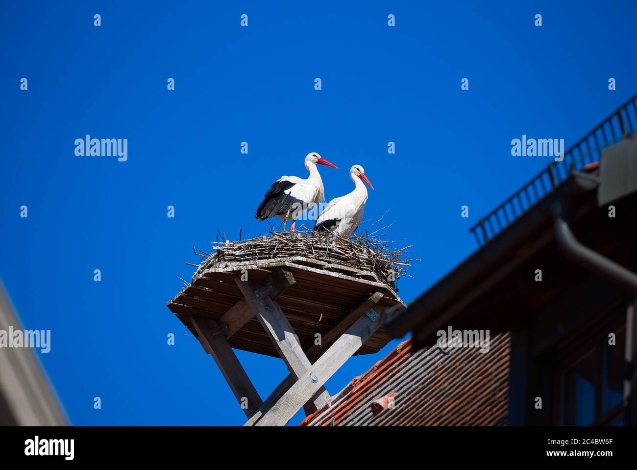 Quelques Storks sont dans leur Nest sur le toit de l'hôtel de ville à un Sunny Spring Day en avril 2020, Giengen, Swabian Alb, Allemagne, Europe Banque D'Images