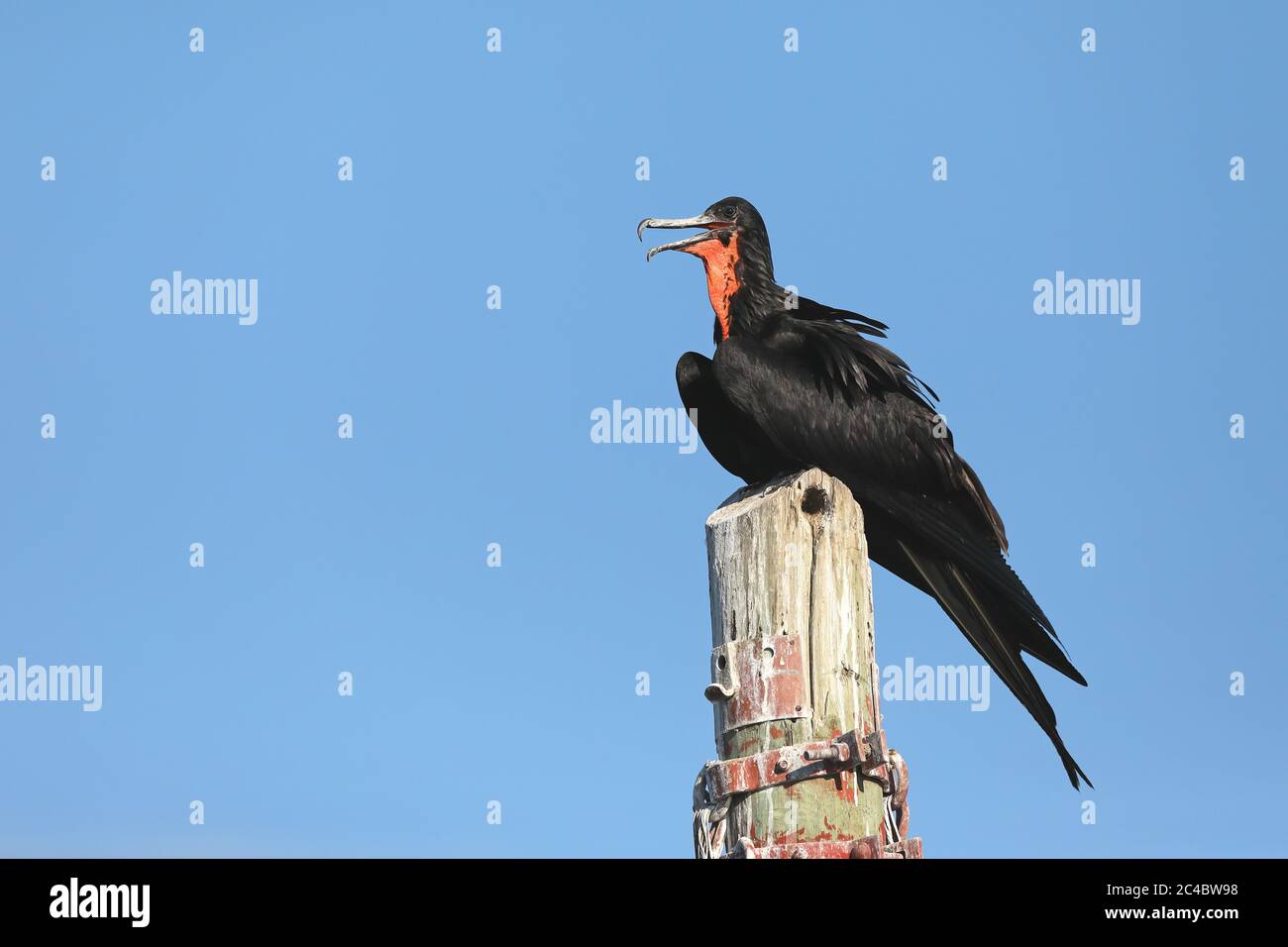 Magnifique oiseau frégate (Fregata magnifiens), perching mâle sur une pile de bois, vue latérale, Costa Rica Banque D'Images