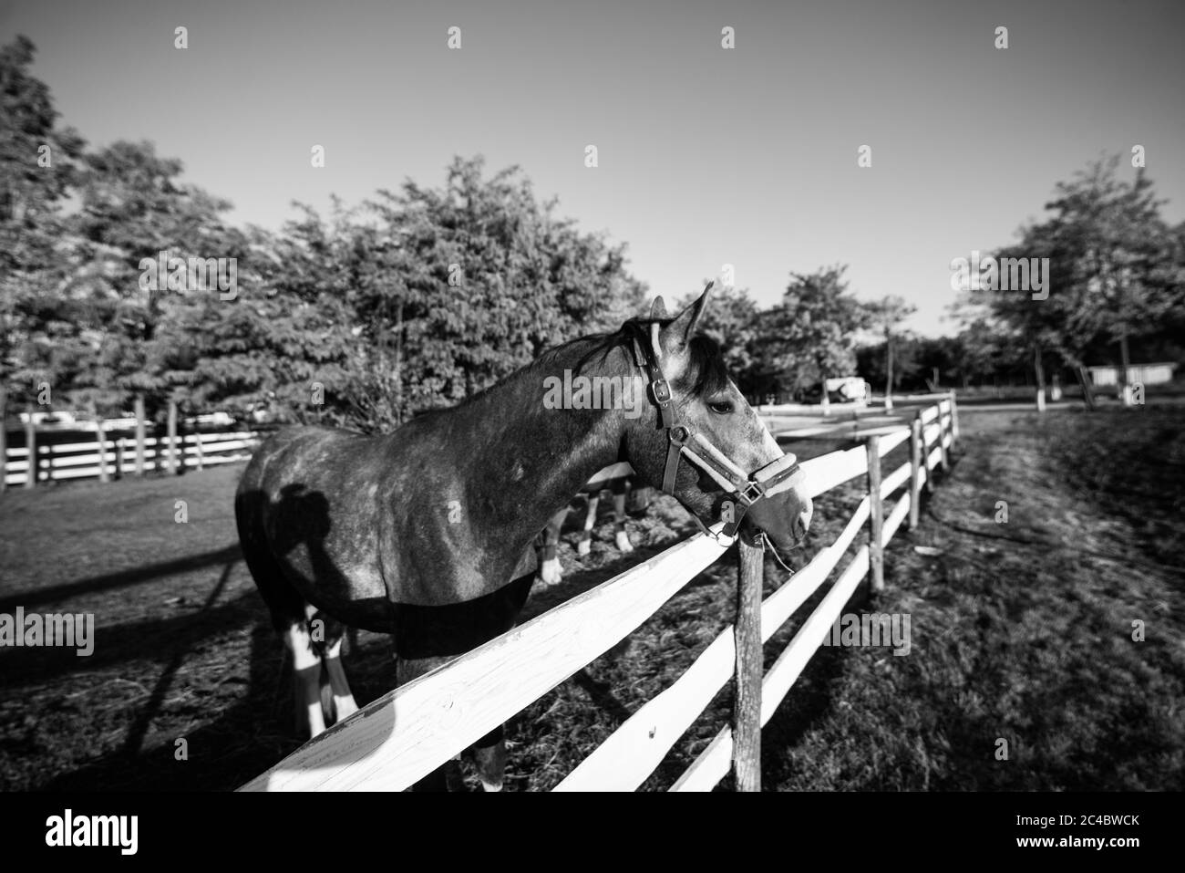Deux beaux chevaux bruns sur une ferme broutent l'herbe deux beaux chevaux bruns sur une ferme broutent l'herbe Banque D'Images