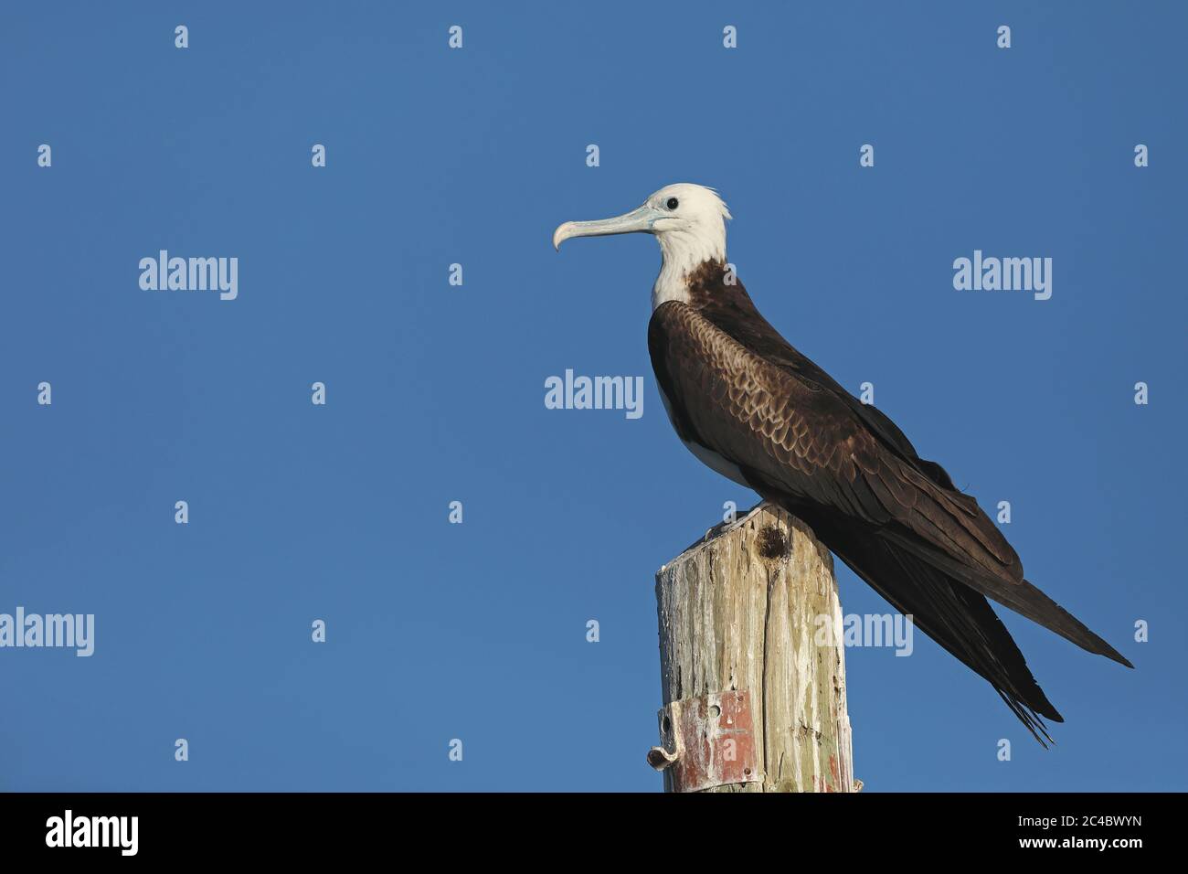 Magnifique oiseau frégate (Fregata magnifiens), oiseau de juvenil perching sur un tas de bois, vue latérale, Costa Rica Banque D'Images