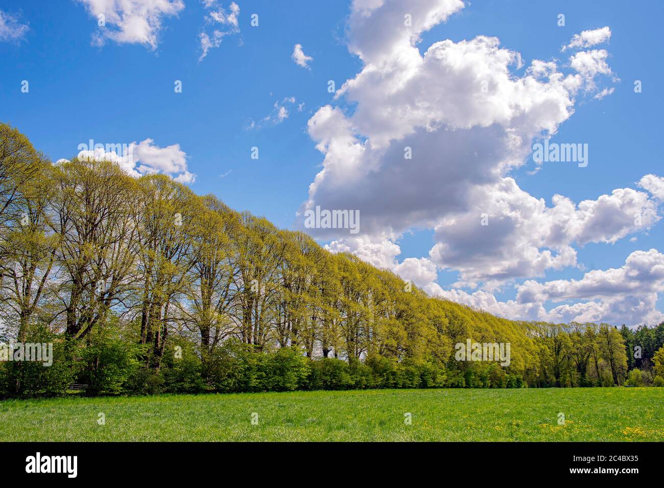 Tilleul, tilleul (Tilia spec.), tilleul au domaine de Schoenboeken, Allemagne, Schleswig-Holstein, Bordesholm Banque D'Images