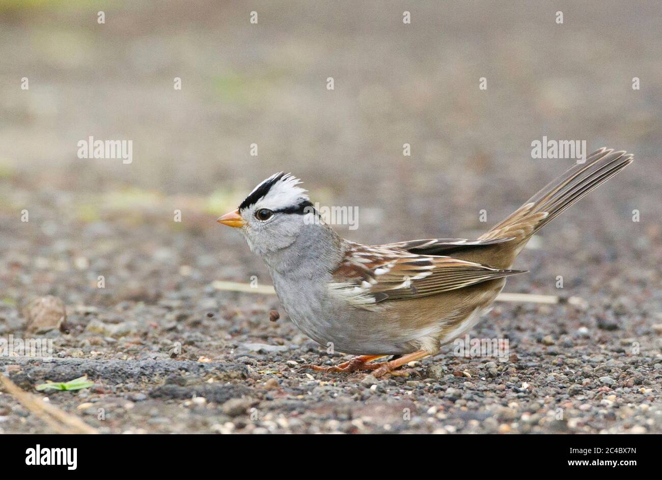 Bruant à couronne blanche de Gambel, Bruant à couronne blanche (Zonotrichia leucophyrys gambelii), perçant sur le sol, vue latérale, Açores Banque D'Images