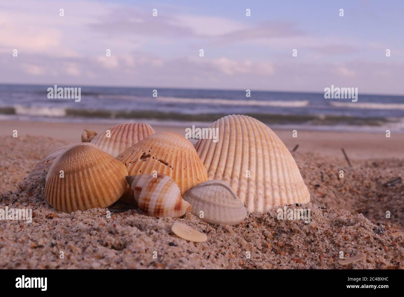 Coquillages sur la plage de l'océan Atlantique à Emerald Isle, NC sur la côte de cristal de Caroline du Nord Banque D'Images