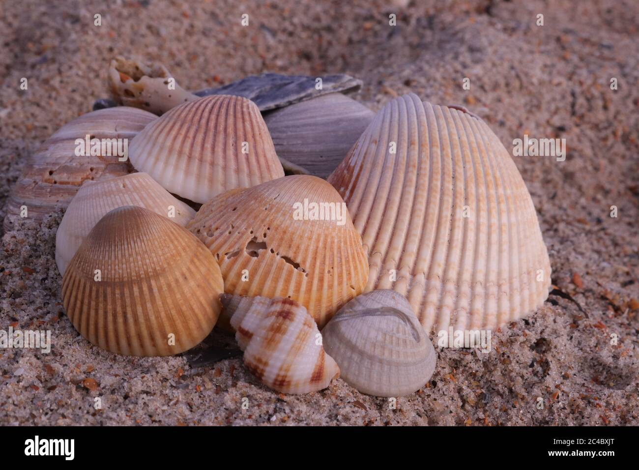 Coquillages sur la plage de l'océan Atlantique à Emerald Isle, NC sur la côte de cristal de Caroline du Nord Banque D'Images