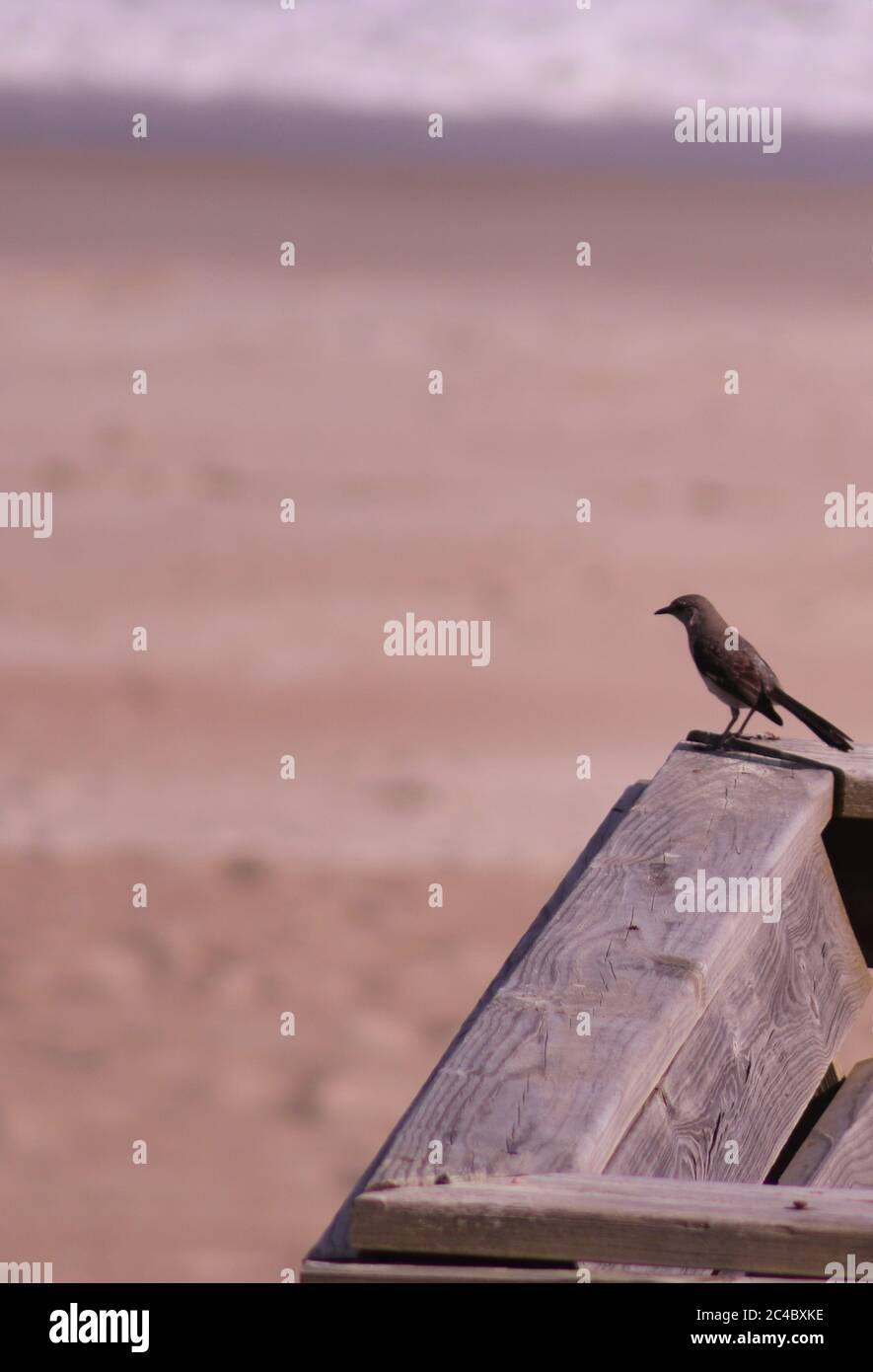 Oiseaux sur la plage en Caroline du Nord Banque D'Images