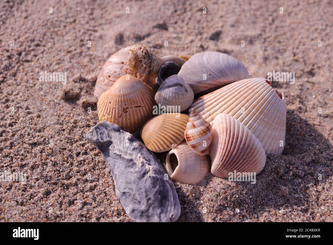 Coquillages sur la plage de l'océan Atlantique à Emerald Isle, NC sur la côte de cristal de Caroline du Nord Banque D'Images