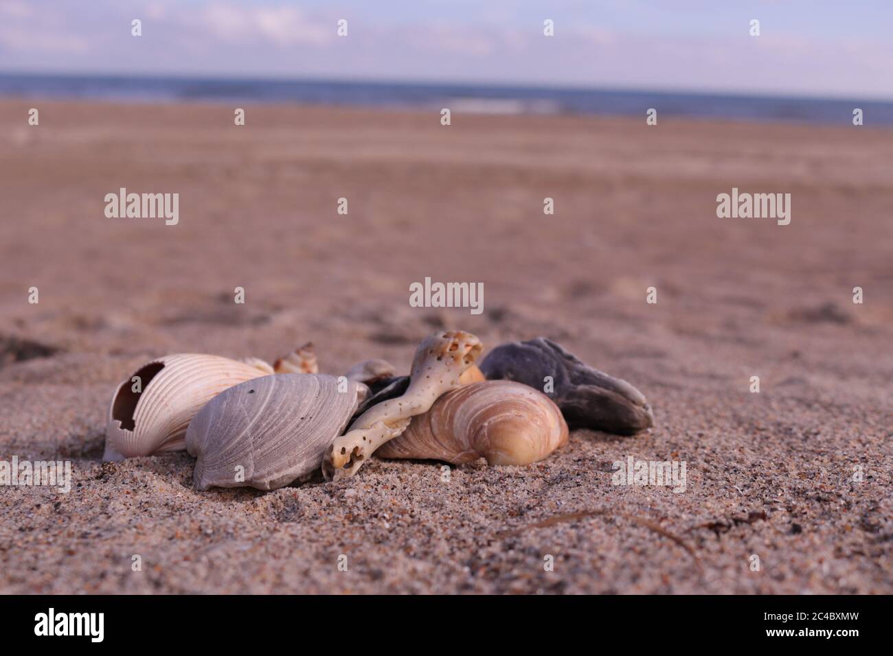Coquillages sur la plage de l'océan Atlantique à Emerald Isle, NC sur la côte de cristal de Caroline du Nord Banque D'Images