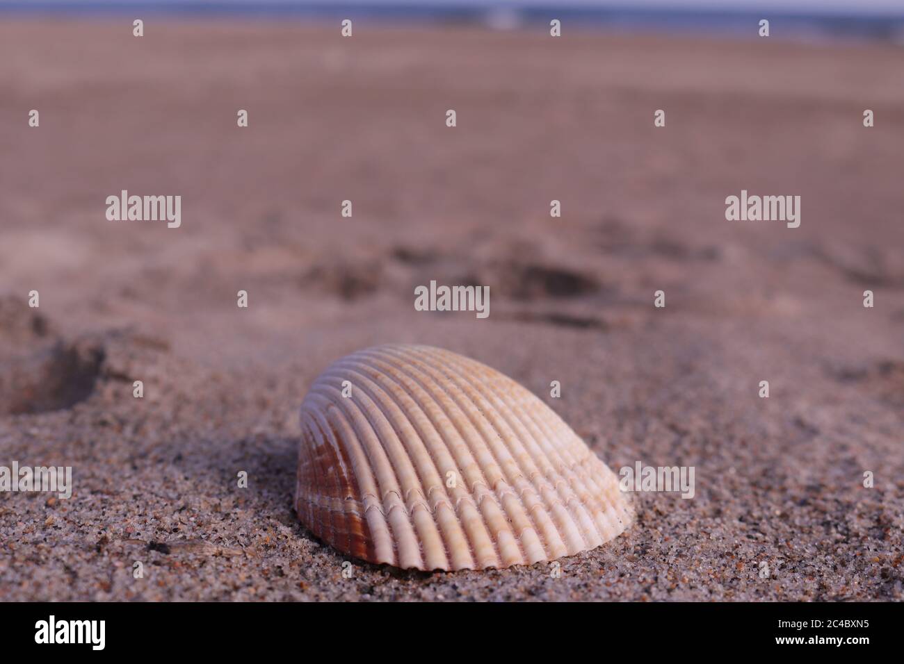 Coquillages sur la plage de l'océan Atlantique à Emerald Isle, NC sur la côte de cristal de Caroline du Nord Banque D'Images