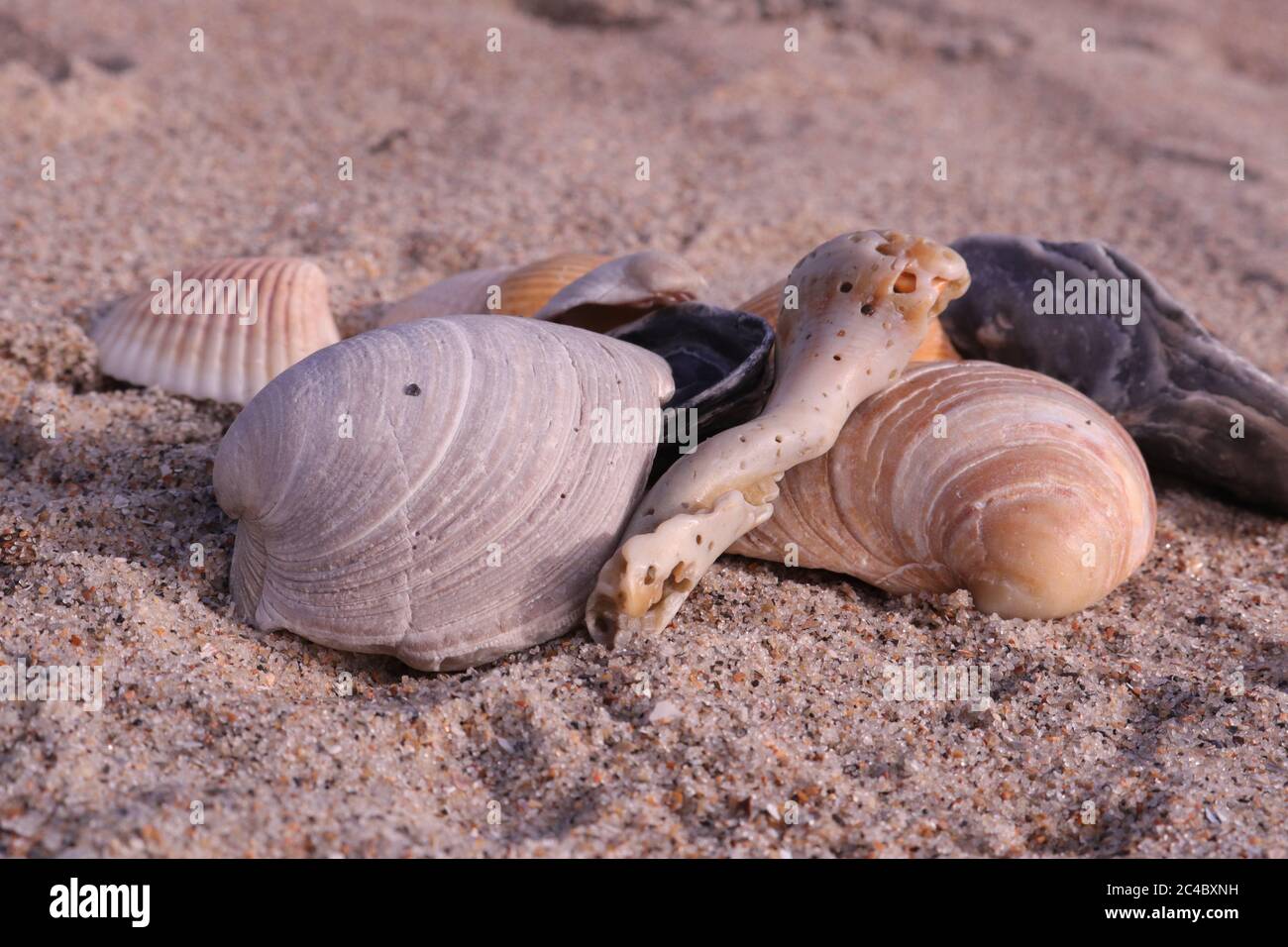 Coquillages sur la plage de l'océan Atlantique à Emerald Isle, NC sur la côte de cristal de Caroline du Nord Banque D'Images